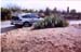 Honda_CRX_Cactus